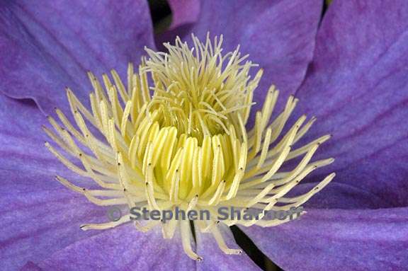 clematis 4 graphic